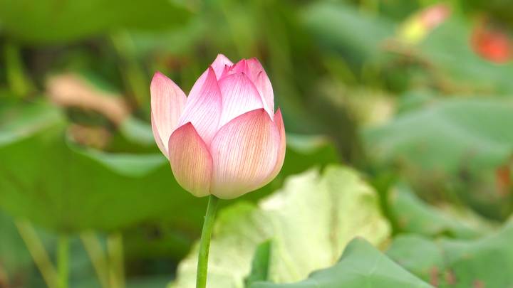 凯时·[中国]官方网站